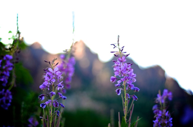 Fireweed and mountains