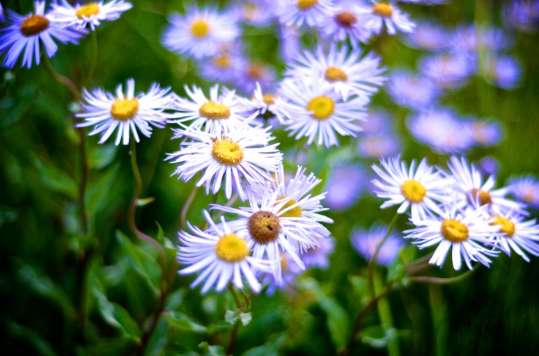 Thanks to Carol, I now know these are %22aster%22 flowers!